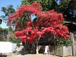 鹿島神宮　紅葉　Kashima-jinguu   Autumnal leaves